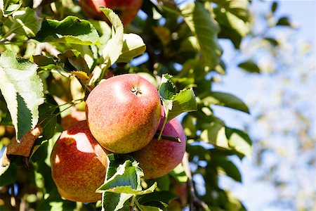 simsearch:400-04904209,k - Ripe apples on the trees in the apple orchard Photographie de stock - Aubaine LD & Abonnement, Code: 400-07823937