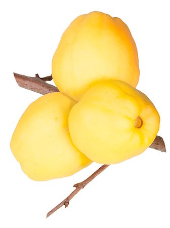 simsearch:400-06457388,k - Ripe Quince On Branch Isolated On White Background Photographie de stock - Aubaine LD & Abonnement, Code: 400-07835435
