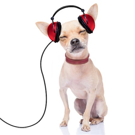 chihuahua dog listening music, while relaxing and enjoying the sound , isolated on white background Stock Photo - Budget Royalty-Free & Subscription, Code: 400-07835704