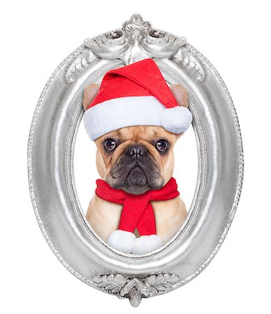 dog christmas background - french bulldog dog portrait as santa claus for christmas in a wooden retro old frame , isolated on white background Stock Photo - Budget Royalty-Free & Subscription, Code: 400-07835701