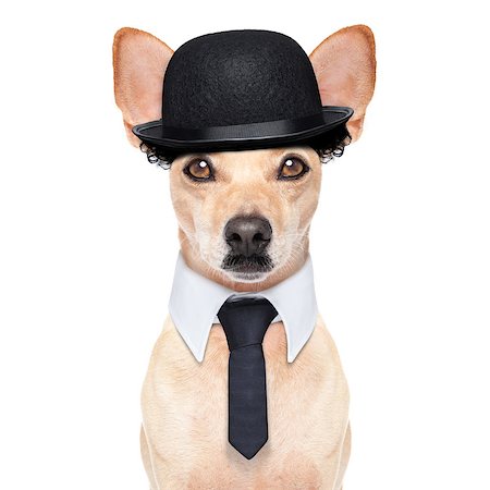 comedian classic dog terrier, wearing a bowler hat ,black tie and mustache, isolated on white background Photographie de stock - Aubaine LD & Abonnement, Code: 400-07835710