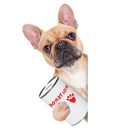 simsearch:400-08899981,k - french bulldog dog with a donation can , collecting money for  charity, isolated on white background Foto de stock - Super Valor sin royalties y Suscripción, Código: 400-07835829