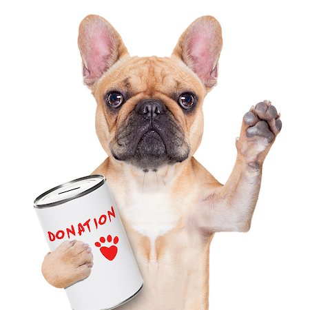 simsearch:400-08899981,k - french bulldog dog with a donation can , collecting money for  charity, isolated on white background Foto de stock - Super Valor sin royalties y Suscripción, Código: 400-07835830