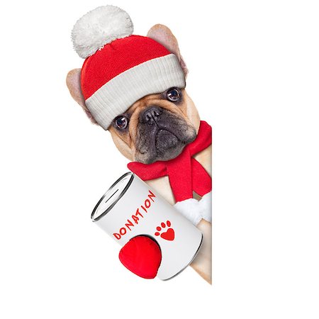simsearch:400-08696541,k - french bulldog dog with a donation can , collecting money for  charity, as a winter edition , isolated on white background Foto de stock - Super Valor sin royalties y Suscripción, Código: 400-07835831