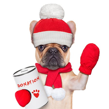 simsearch:400-08696541,k - french bulldog dog with a donation can , collecting money for  charity, as a winter edition , isolated on white background Foto de stock - Super Valor sin royalties y Suscripción, Código: 400-07835832