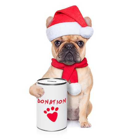 simsearch:400-08696541,k - french bulldog dog with a donation can , collecting money for  charity, as a winter edition , isolated on white background Foto de stock - Super Valor sin royalties y Suscripción, Código: 400-07835833