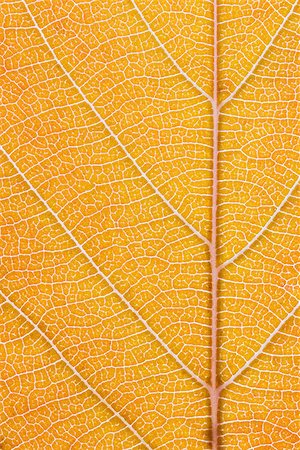 Macro shot of the lamina of a tree leaf turning from orange into a light brown. Midrib and veins clearly visible. No vignetting or Bokeh. Stockbilder - Microstock & Abonnement, Bildnummer: 400-07836008