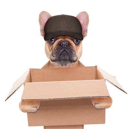 french bulldog holding a moving box, helping out for a relocation, isolated on white background Stock Photo - Budget Royalty-Free & Subscription, Code: 400-07836236