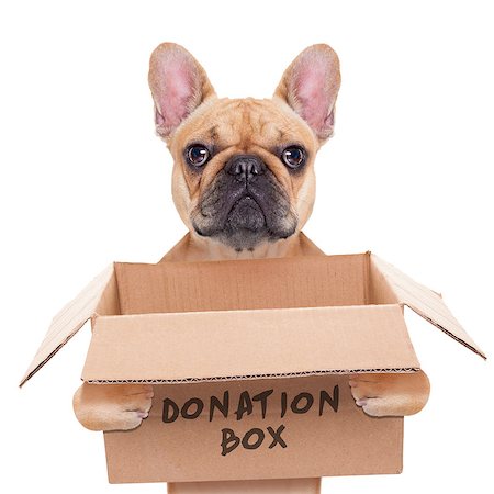 simsearch:400-08696541,k - french bulldog dog holding a donation box, isolated on white background Foto de stock - Super Valor sin royalties y Suscripción, Código: 400-07836233