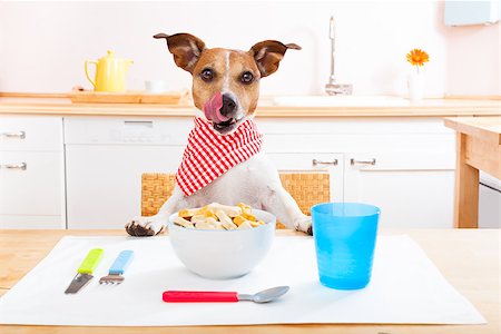 simsearch:400-07208442,k - jack russell dog sitting at table ready to eat a full food bowl as a healthy meal, tablecloths included Stockbilder - Microstock & Abonnement, Bildnummer: 400-07836752