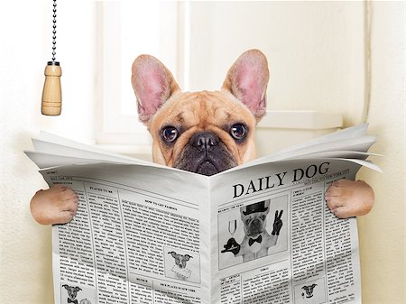 fawn french bulldog dog sitting on toilet and reading magazine Stock Photo - Budget Royalty-Free & Subscription, Code: 400-07836753