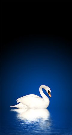 simsearch:400-05232970,k - Mute swan on blue background Photographie de stock - Aubaine LD & Abonnement, Code: 400-07836844