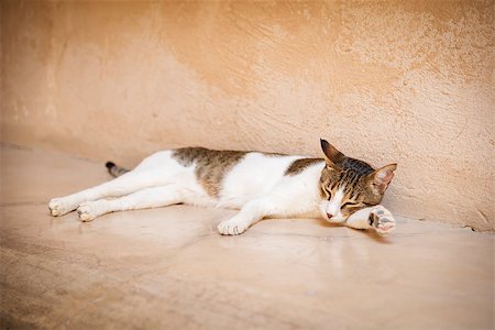 simsearch:400-05353672,k - Young tired cat lies on a wall in Oman Stock Photo - Budget Royalty-Free & Subscription, Code: 400-07837359