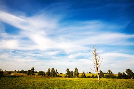 simsearch:400-07822203,k - Landscape with a lone dead tree in a field Stock Photo - Budget Royalty-Free & Subscription, Code: 400-07837428