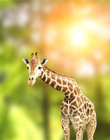 simsearch:400-08628372,k - Giraffe on green background Foto de stock - Super Valor sin royalties y Suscripción, Código: 400-07838115