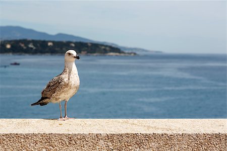 simsearch:400-04407061,k - Seagull stands on the stone wall on the background of the sea in Monte Carlo Photographie de stock - Aubaine LD & Abonnement, Code: 400-07838537