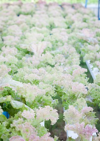 Red coral plants on hydrophonic farm, stock photo Foto de stock - Royalty-Free Super Valor e Assinatura, Número: 400-07839404