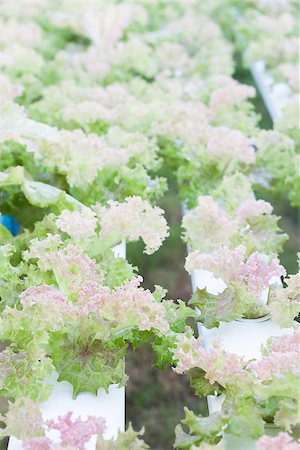 Red coral plants on hydrophonic farm, stock photo Foto de stock - Royalty-Free Super Valor e Assinatura, Número: 400-07839403