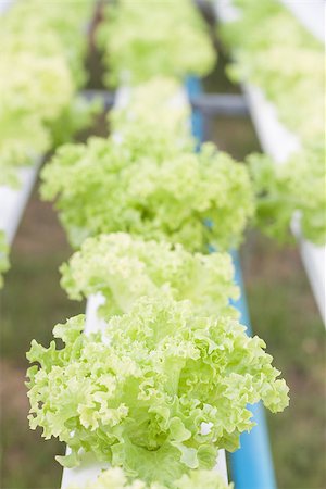 Closeup green coral plants on hydrophonic farm, stock photo Foto de stock - Royalty-Free Super Valor e Assinatura, Número: 400-07839411