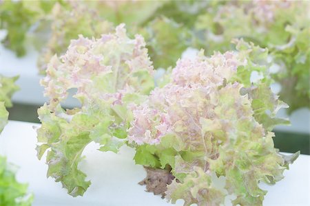 Closeup red coral plants on hydrophonic farm, stock photo Stockbilder - Microstock & Abonnement, Bildnummer: 400-07839412