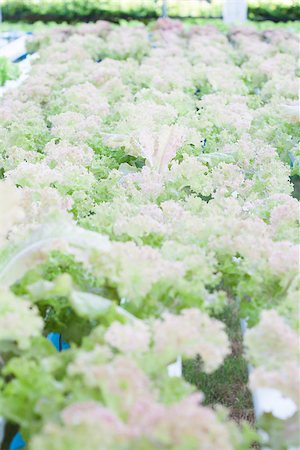 Red coral plants on hydrophonic farm, stock photo Stockbilder - Microstock & Abonnement, Bildnummer: 400-07839413