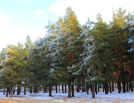 cold day in the snowy winter pine forest Photographie de stock - Aubaine LD & Abonnement, Code: 400-07839480