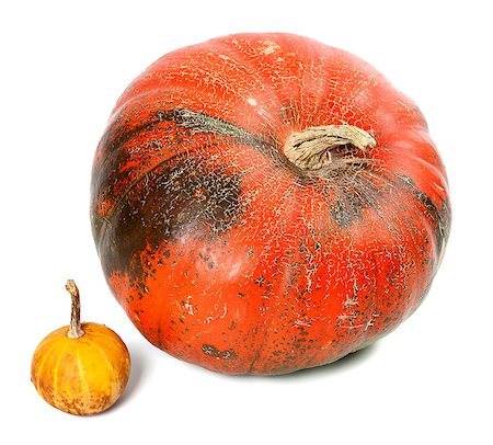 simsearch:400-05714074,k - Big and small pumpkins. Isolated on white background. Photographie de stock - Aubaine LD & Abonnement, Code: 400-07830221