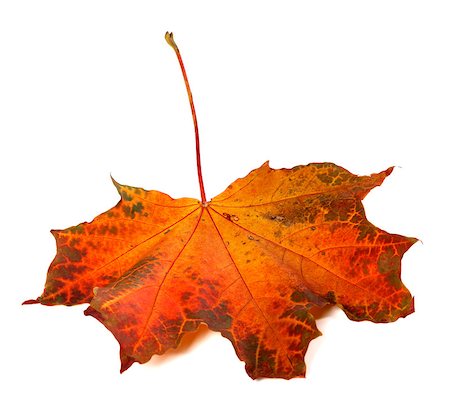 simsearch:851-02963822,k - Red autumn maple-leaf isolated on white background Stockbilder - Microstock & Abonnement, Bildnummer: 400-07830222