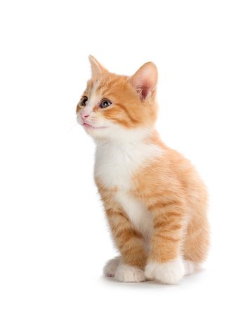 Cute orange kitten looking up on a white background. Stock Photo - Budget Royalty-Free & Subscription, Code: 400-07830257