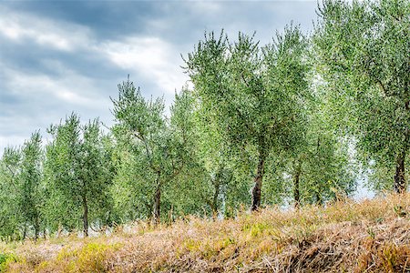 Image near Pienza with beautiful olive trees in Tuscany, Italy Stock Photo - Budget Royalty-Free & Subscription, Code: 400-07831226
