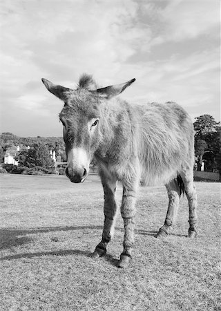 New Forest donkey stands unafraid of visitors in Lyndhurst, Hampshire - monochrome processing Stock Photo - Budget Royalty-Free & Subscription, Code: 400-07831770