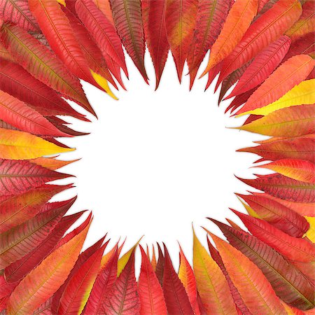 studio023 (artist) - Colorful autumn leaves isolated on white background Stockbilder - Microstock & Abonnement, Bildnummer: 400-07831920