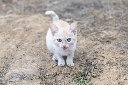 Ginger cat meowing outdoor and looking straight Foto de stock - Royalty-Free Super Valor e Assinatura, Número: 400-07832213