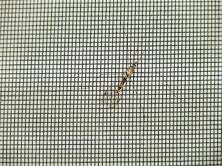 simsearch:400-09225556,k - The crane fly is sometimes mistaken for a giant mosquito. This one was seen in central Florida on a porch screen. Photographie de stock - Aubaine LD & Abonnement, Code: 400-07832772