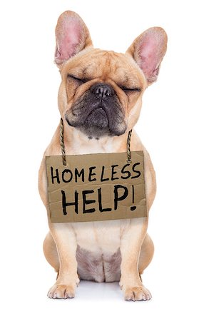 lost,homeless french bulldog with cardboard hanging around neck, isolated on white background, eyes closed and looking very sad Foto de stock - Super Valor sin royalties y Suscripción, Código: 400-07832836