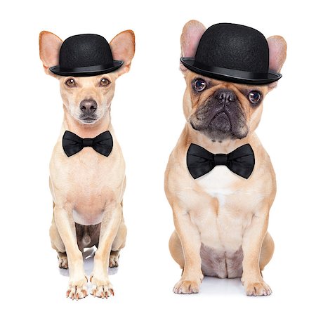 comedian classic couple of dogs ,wearing a bowler hat ,black tie and mustache, isolated on white background Stock Photo - Budget Royalty-Free & Subscription, Code: 400-07832839