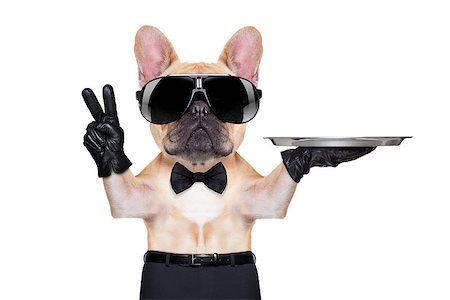 simsearch:400-07822392,k - french bulldog with peace or victory fingers holding a service tray , ready to help, isolated on white background Foto de stock - Super Valor sin royalties y Suscripción, Código: 400-07832849