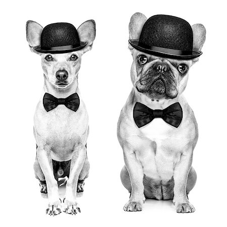 comedian classic couple of dogs wearing a bowler hat and black tie  isolated on white background.In black and white retro look Stock Photo - Budget Royalty-Free & Subscription, Code: 400-07832840
