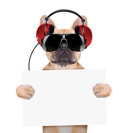 dj bulldog dog with headphones listening to music holding a white banner or placard , isolated on white background Stock Photo - Budget Royalty-Free & Subscription, Code: 400-07832854