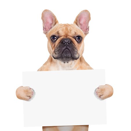 fawn french bulldog holding a white blank banner or placard, isolated on white background Photographie de stock - Aubaine LD & Abonnement, Code: 400-07832856