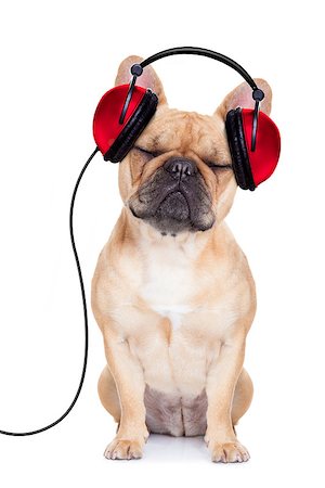 french bulldog dog listening music, while relaxing and enjoying the sound , isolated on white background Stock Photo - Budget Royalty-Free & Subscription, Code: 400-07832858