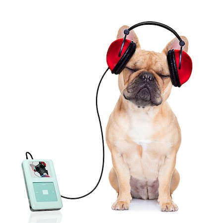 french bulldog dog listening music, while relaxing and enjoying the sound , isolated on white background Stock Photo - Budget Royalty-Free & Subscription, Code: 400-07832859