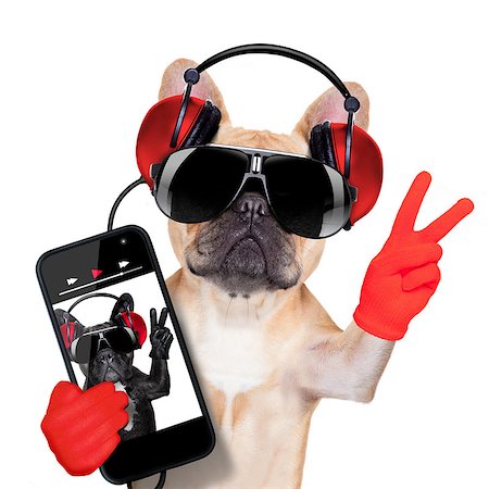 fawn french bulldog listening to a music player , with peace or victory fingers, isolated on white background Stock Photo - Budget Royalty-Free & Subscription, Code: 400-07832866