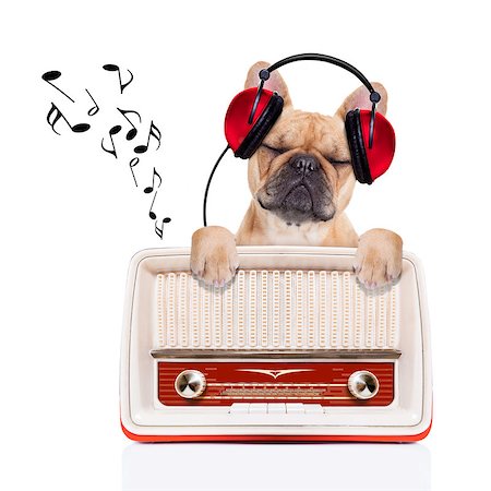 fawn bulldog dog listening music, while relaxing and enjoying the sound of an old retro radio, isolated on white background Stock Photo - Budget Royalty-Free & Subscription, Code: 400-07832861