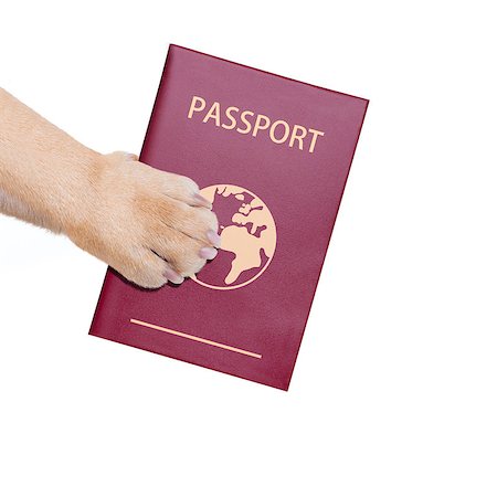 simsearch:400-05753855,k - dog or pet holding its passport with paw , isolated on white background Photographie de stock - Aubaine LD & Abonnement, Code: 400-07832878