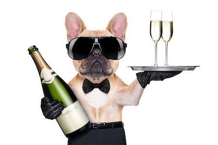 funny cocktail images - french bulldog with champagne bottle, holding a service tray with glasses , ready to toast,  isolated on white background Stock Photo - Budget Royalty-Free & Subscription, Code: 400-07832870