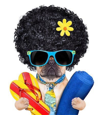 dog in heat - fawn bulldog with flip flops and towel , wearing a tie and sunglasses, isolated on white background Stock Photo - Budget Royalty-Free & Subscription, Code: 400-07832873