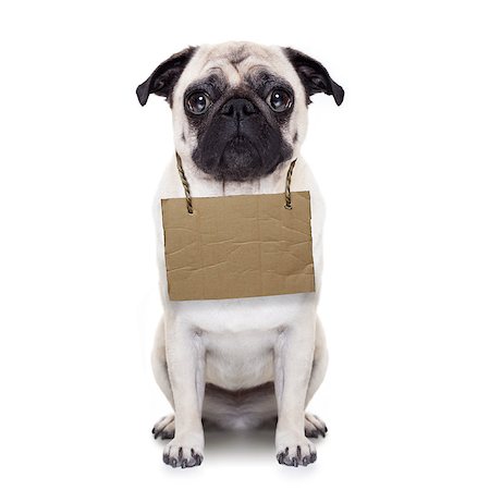 family and dog help - lost,homeless pug dog with cardboard hanging around neck, isolated on white background Stock Photo - Budget Royalty-Free & Subscription, Code: 400-07832880