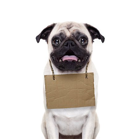 family and dog help - lost,homeless pug dog with cardboard hanging around neck, isolated on white background Stock Photo - Budget Royalty-Free & Subscription, Code: 400-07832881