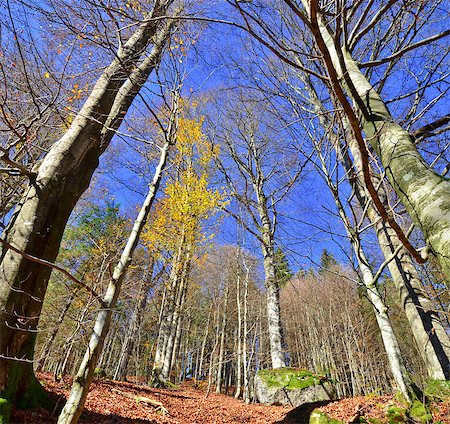 studio023 (artist) - autumn beech forest, wide-angle shot into the trees Foto de stock - Super Valor sin royalties y Suscripción, Código: 400-07832882